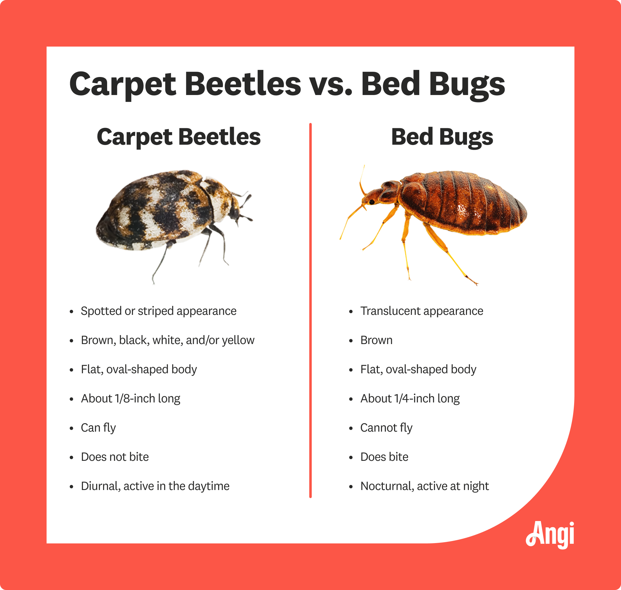 do bed bugs like carpet