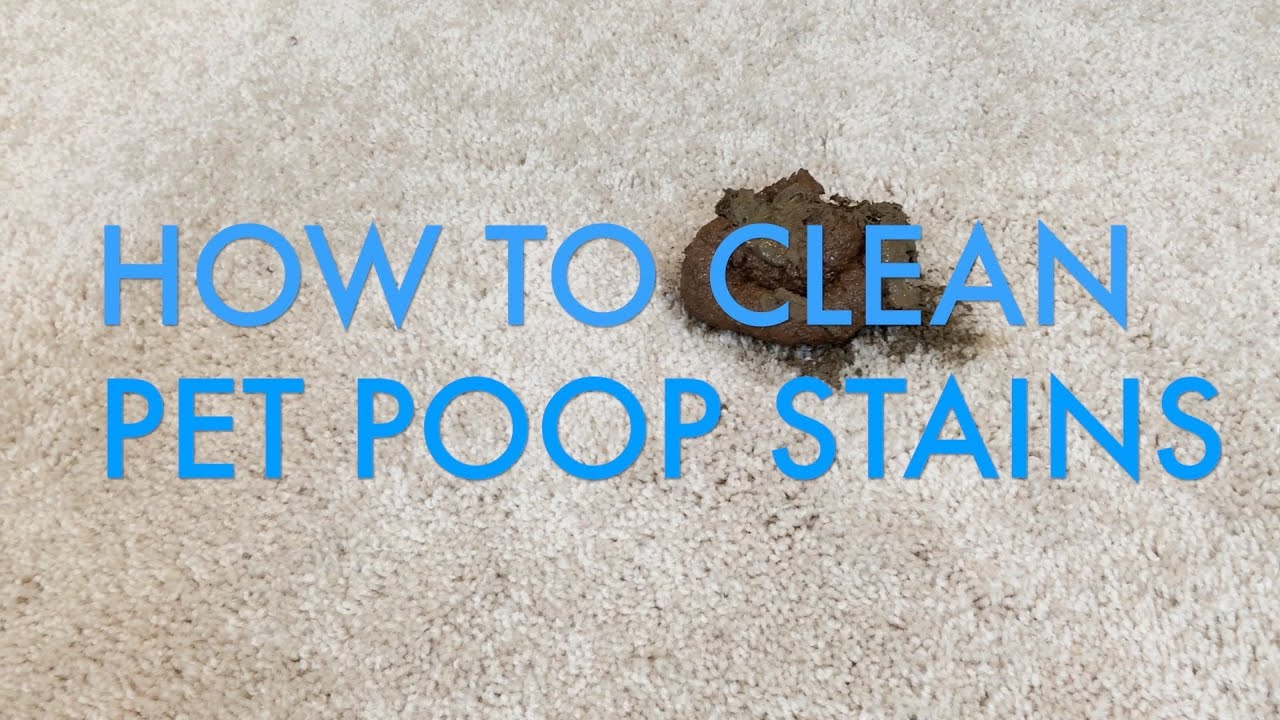 how to clean diarrhea out of carpet