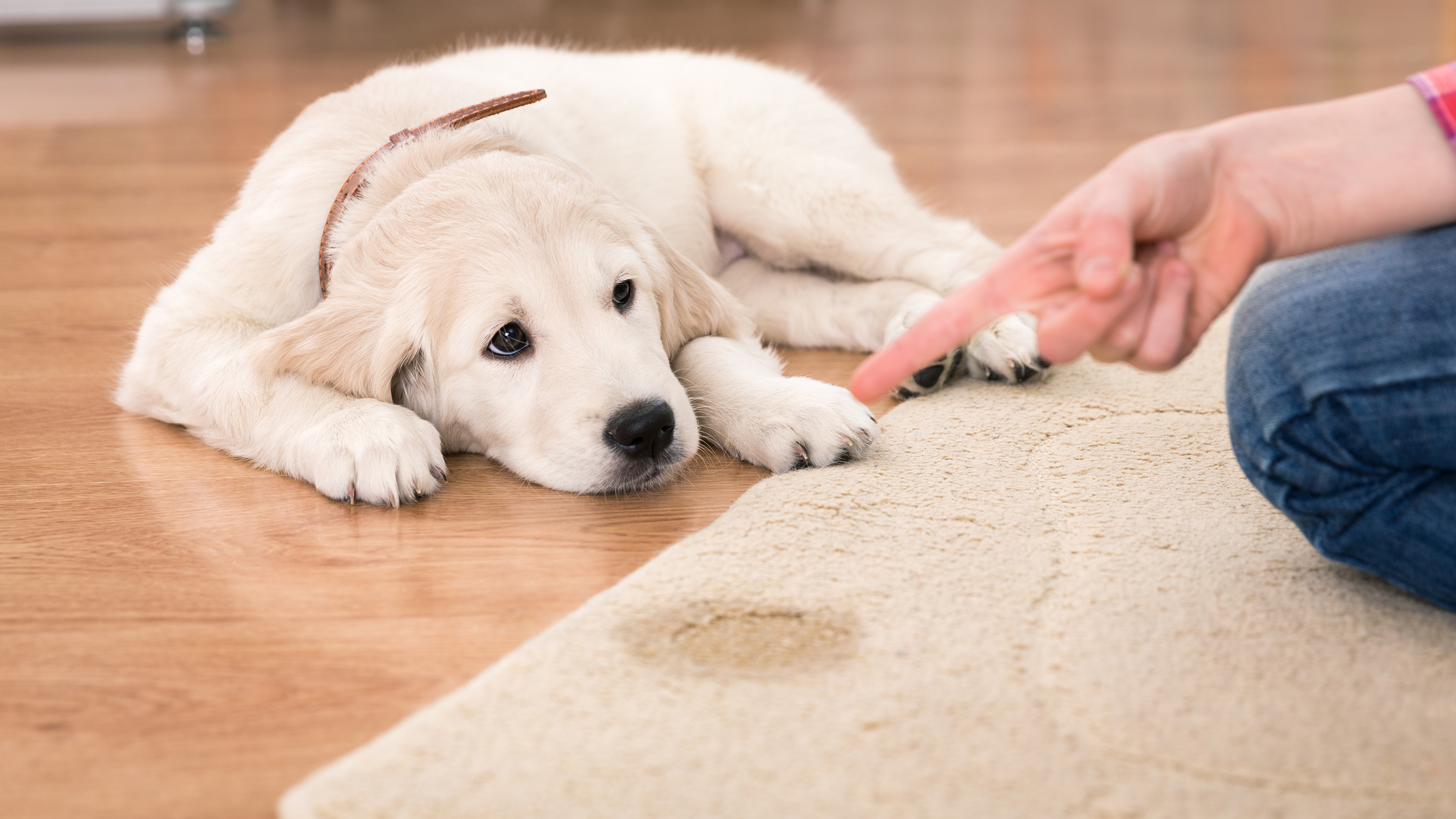 how to get dog pee out of carpet