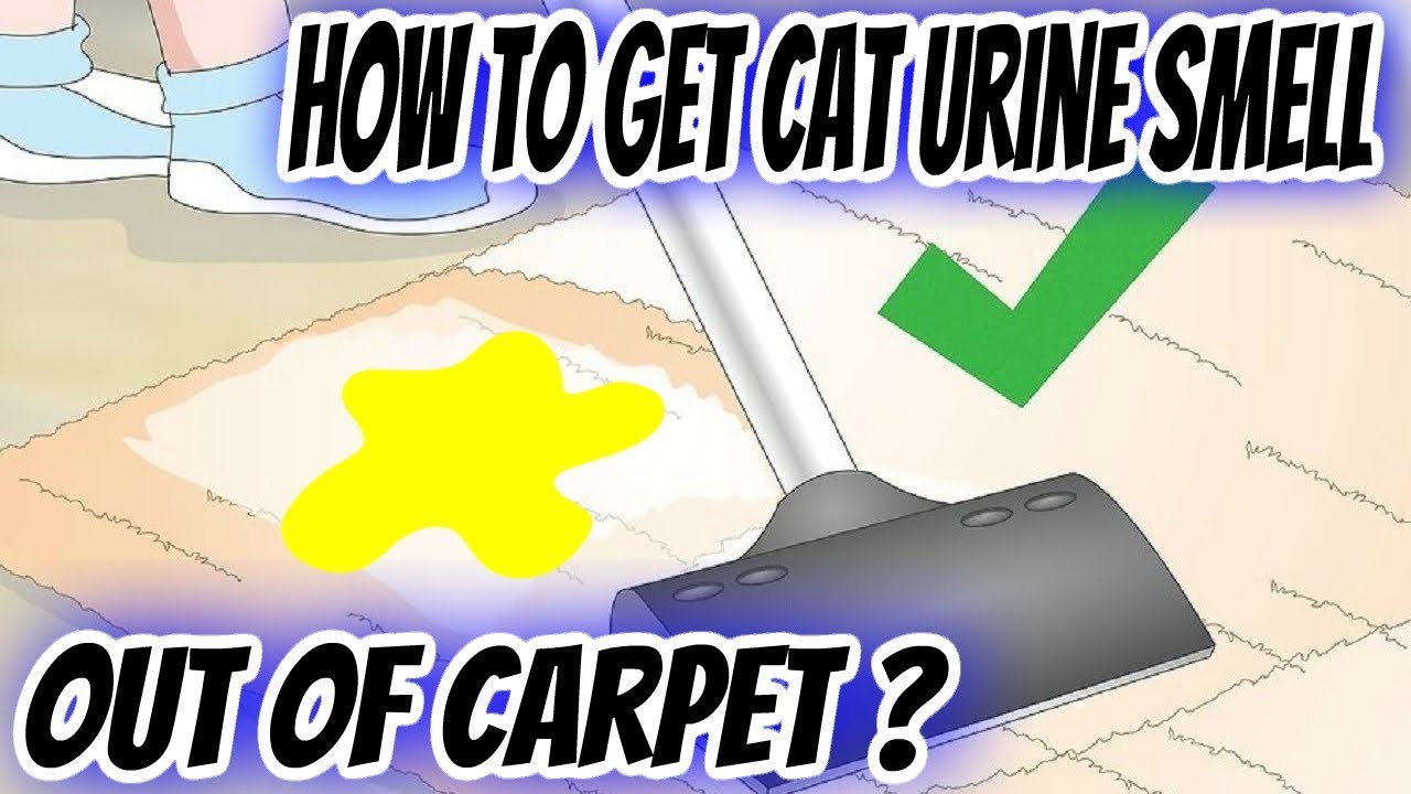 how to get pee smell out of carpet