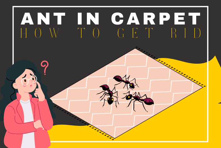 how to get rid of ants in carpet