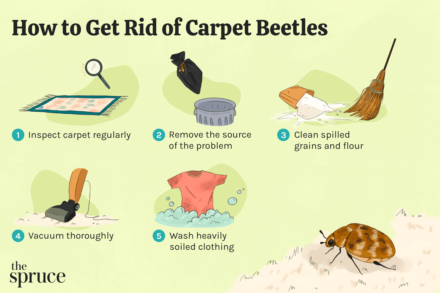 get rid of carpet beetle