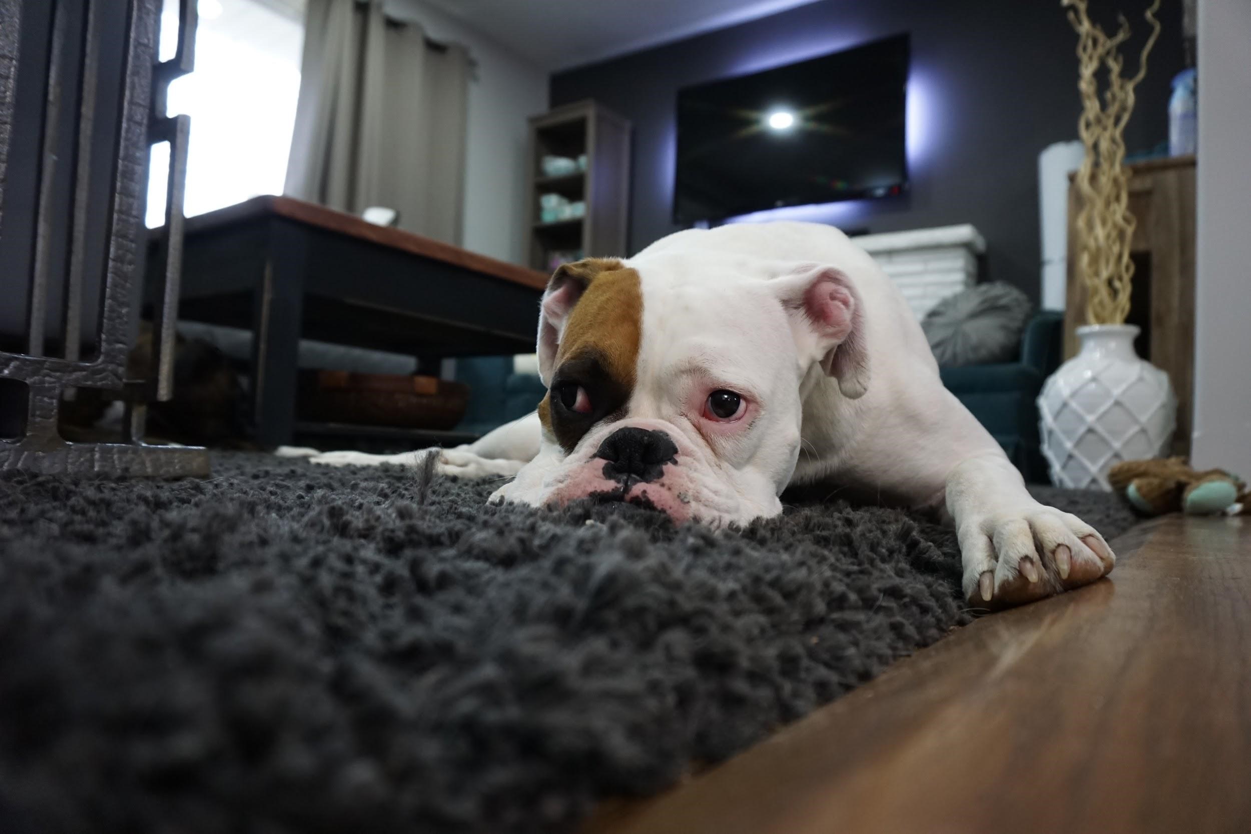how to get rid of fleas in carpet